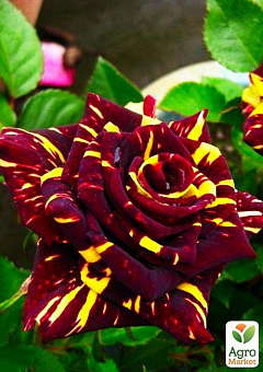 Троянда чайно-гібридна "Абракадабра" (Abracadabra®) (саджанець класу АА +) вищий сорт2