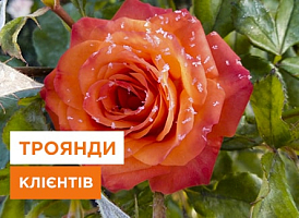 Троянди: які виросли у клієнтів, дієві поради, реальні фото - корисні статті про садівництво від Agro-Market