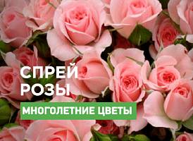 Троянди-спрей: найгарніші сорти - корисні статті про садівництво від Agro-Market