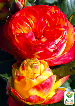 Роза английская"Вулканика" (саженец класса АА+) высший сорт2