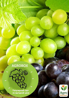 Эксклюзив! AGROBOX с саженцем вкуснейшего винограда1