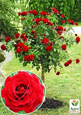 Роза штамбовая "Scarlet" (саженец класса АА+) высший сорт