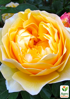 Троянда англійська «The Pilgrim» (саджанець класу АА +) вищий сорт13