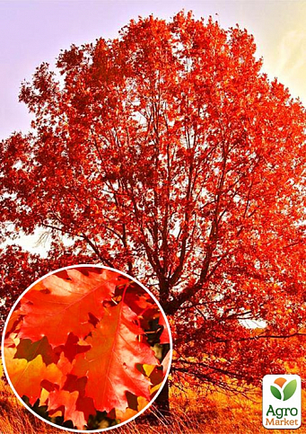 Дуб ярко-красный "Quercus rubra" (устойчив к вредителям и болезням)