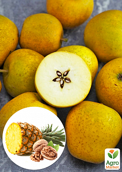 Яблуня «Пітмастон» (з мускатно-горіховим смаком і ананасовим післясмаком, пізній термін дозрівання)1