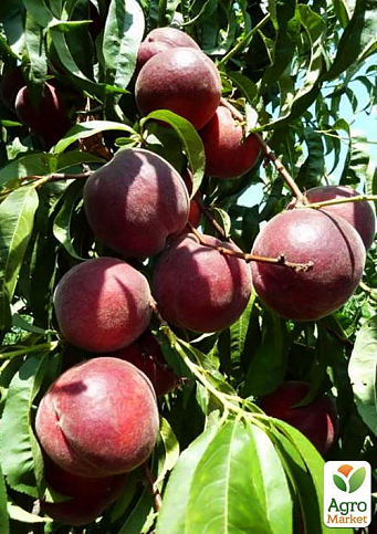 Ексклюзив! Персик червоно-вишневий "Королівський" (Royal) (англійська селекція, преміальний великоплідний сорт) - фото 4