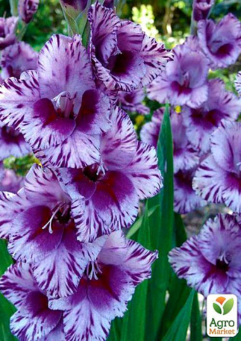 Гладиолус "Shady Frizzle" 3шт