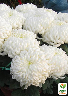 Хризантема  "Sunberry White" (низкорослая крупноцветковая)1