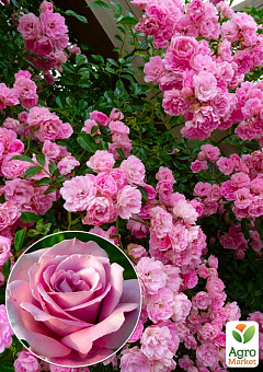 Эксклюзив! Роза английская плетистая розовая "Маршмеллоу" (Marshmallow) (саженец класса АА+, премиальный морозостойкий сорт)2