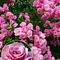Ексклюзив! Троянда англійська плетиста рожева "Маршмеллоу" (Marshmallow) (саджанець класу АА +, преміальний морозостійкий сорт)