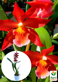 Орхидея Камбрия "Шайенн"1