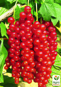 Смородина червона "Ровада" (Rovada) (середньо-пізній термін дозрівання, має великі, тверді і блискучі ягоди)1