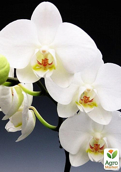 Орхидея Мини (Phalaenopsis) "White"2