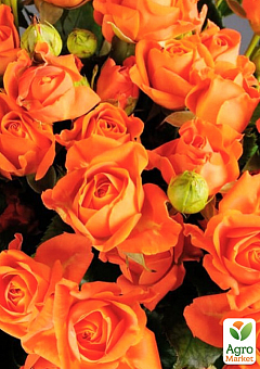 Роза мелкоцветковая (спрей) "Оранж Бейби" (саженец класса АА+) высший сорт2