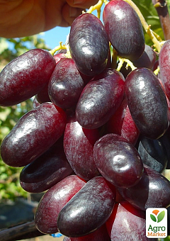 Виноград "Ягуар" (ранний срок созревания, гроздь крупная 1500г и более)1