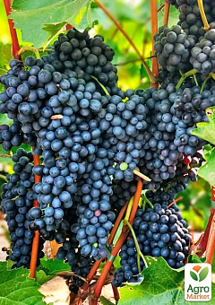 Виноград "Красень" (винный, ранне-средний срок созревания)1