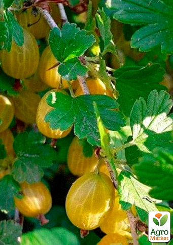 LMTD Крыжовник на штамбе "Yellow ball" вазон С2 - фото 4