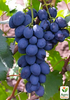 Виноград вегетирующий "Сфинкс" 1