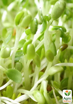 Мікрозелень "Кресс-салат" (у банці) ТМ "Твоя Зелена Весна" 10г2