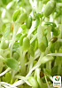 Микрозелень "Кресс-салат" (в банке) ТМ "Твоя Зеленая Весна" 10г