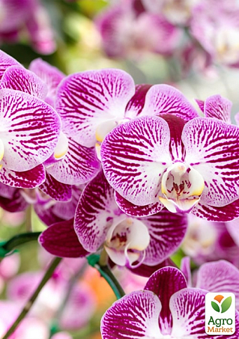 Жидкое удобрение для орхидей COMPO 0,5л (4089) - фото 4