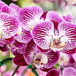 Жидкое удобрение для орхидей COMPO 0,5л (4089)