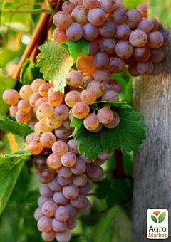 Привитый виноград "Черсеги" (винный сорт, подвой СО-4)2
