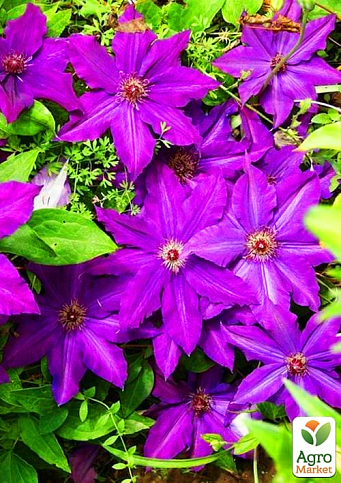 Клематис "Kаcper" (повторноцветущий сорт)