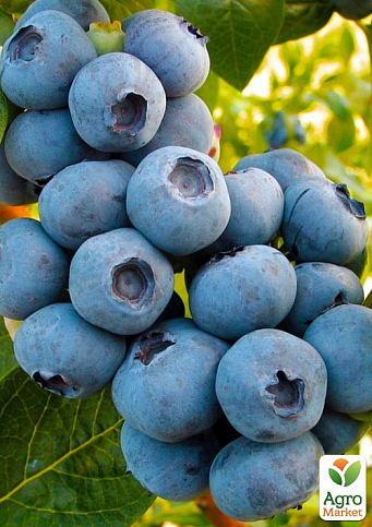 Эксклюзив! Голубика (черника садовая) голубая "Витаминка" (Vitaminka) (премиальный раннеспелый сорт, устойчив к болезням) - фото 2
