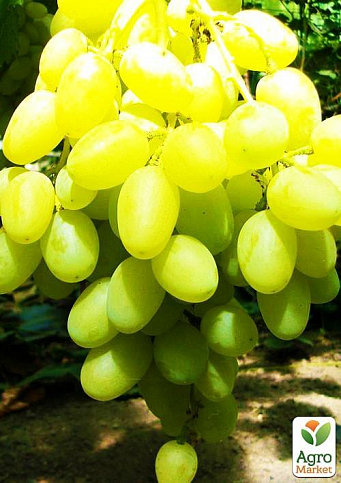 Виноград "Конвалія" (середній термін дозрівання, квітки двостатеві, запилення безпроблемне) - фото 3