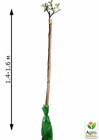 Троянда штамбова "Дабл Делайт" (саджанець класу АА +) вищий сорт - фото 2
