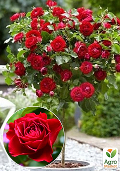 Роза штамбовая Спрей "Kapelka" (саженец класса АА+) высший сорт2