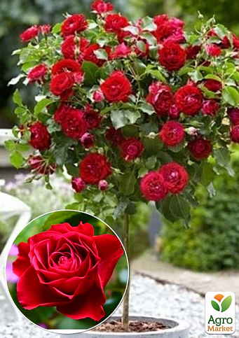 Роза штамбовая Спрей "Kapelka" (саженец класса АА+) высший сорт