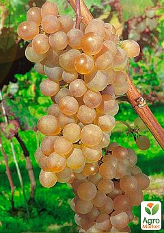 Виноград "Платовский" (очень ранний ,винный)1