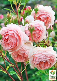 Троянда англійська "The Alnwick Rose" (саджанець класу АА +) вищий сорт4