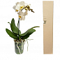 Орхидея Мини (Phalaenopsis) "White" цена