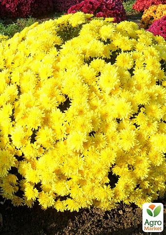 Хризантема мультифлора шарообразная "Alaska Yellow" 