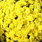 Хризантема мультифлора шарообразная "Alaska Yellow" 