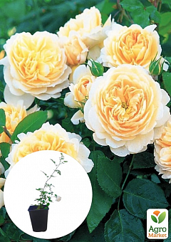 Троянда в контейнері англійська "Crocus Rose" (саджанець класу АА+)2