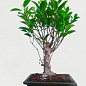 Бонсай "Ficus Natasja" купить