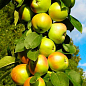 Яблуня колоновидна "Білосніжка" (осінній сорт, пізній термін дозрівання)