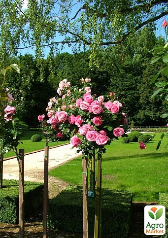 Троянда штамбова "Леонардо да Вінчі" (саджанець класу АА +) вищий сорт - фото 3