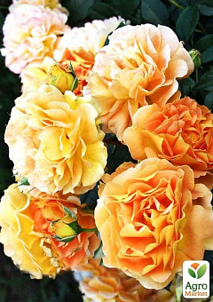 Роза английская "Экскалибур" (саженец класса АА+) высший сорт15