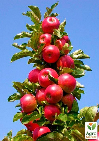 Яблуня колоновидна "Баргузин" (осінній сорт)
