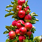 Яблуня колоновидна "Баргузин" (осінній сорт)