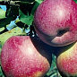 Яблуня "Делічія" (осінній сорт, середній термін дозрівання) цена