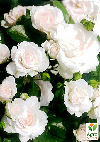 Роза почвопокровная "Aspirin Rose" (саженец класса АА+) высший сорт