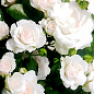 Роза почвопокровная "Aspirin Rose" (саженец класса АА+) высший сорт
