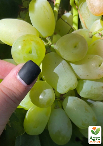 Виноград "Лимпопо" (ранне-средний  крупный виноград с сочной хрустящей мясистой ягодой) - фото 2