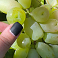 Виноград "Лимпопо" (ранне-средний  крупный виноград с сочной хрустящей мясистой ягодой) купить